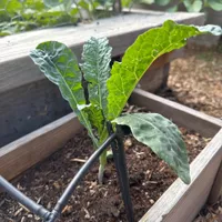 Lacinato Kale — view photos