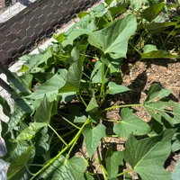 Stokes Sweet Potato — view photos
