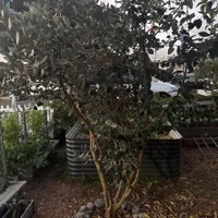 Guava — view photos