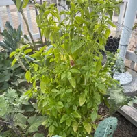 Genovese Basil — view photos