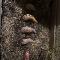 Bed the tubers — view photo