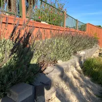 French Lavender  — view photos