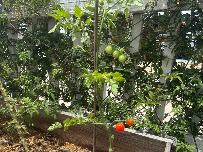 Rapunzel Tomato