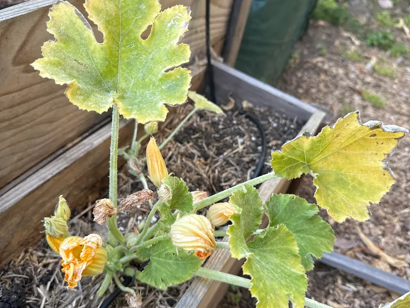 Black Beauty Zucchini