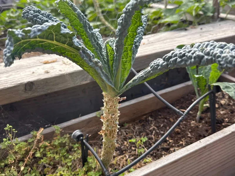 Lacinato Kale
