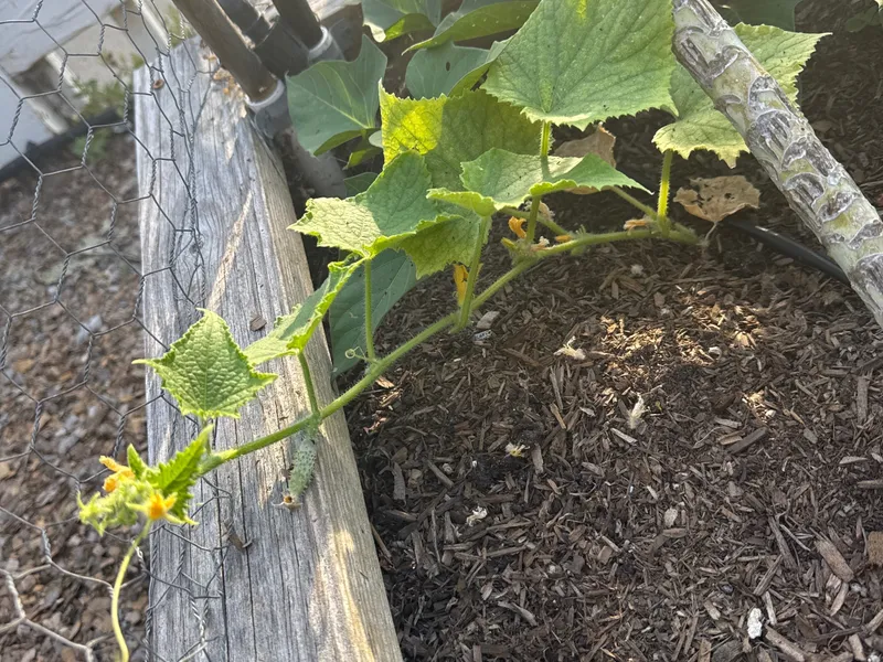 Cucumber