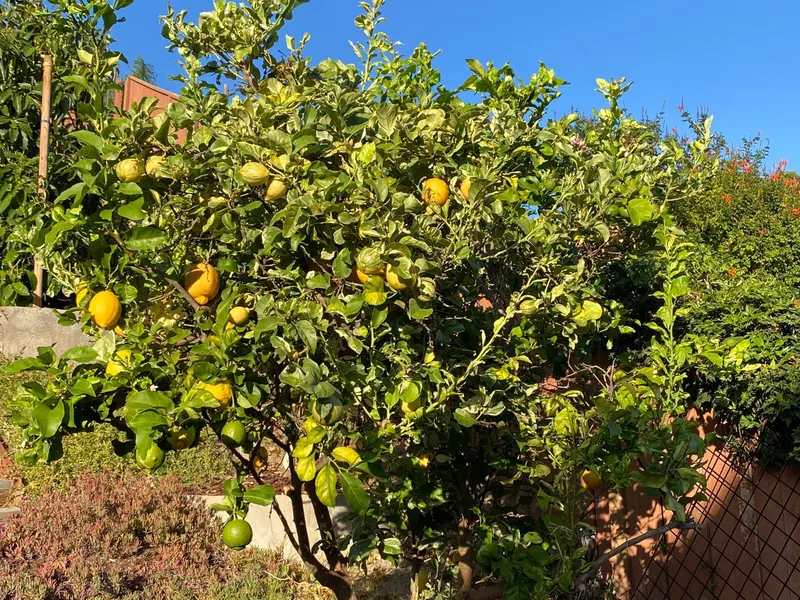 Variegated Pink Lemon