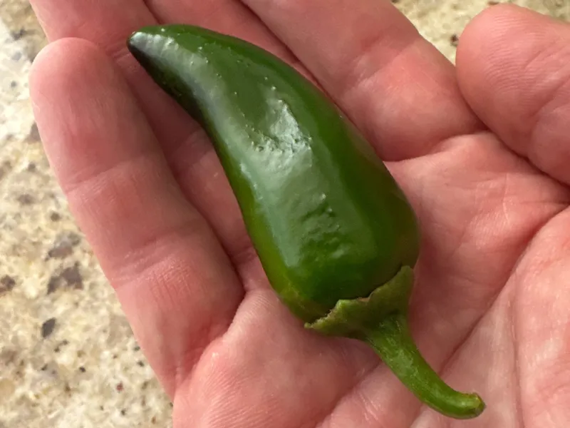 Jalapeño Pepper harvest