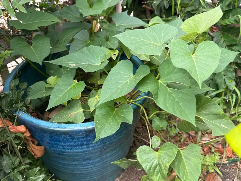 Orange Sweet Potato