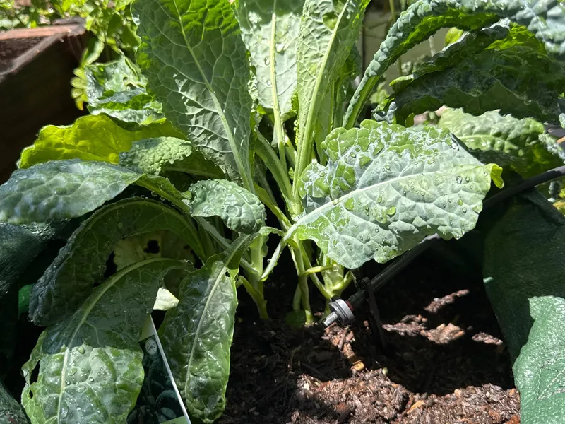 Lacinato Kale