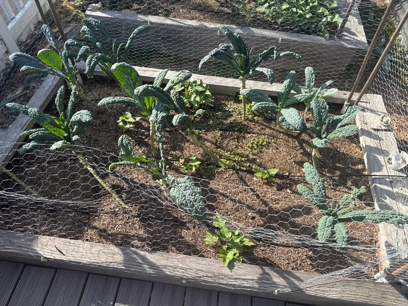 Lacinato Kale