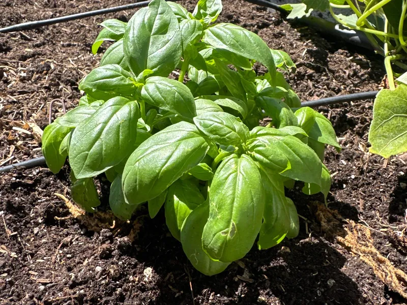 Sweet Basil