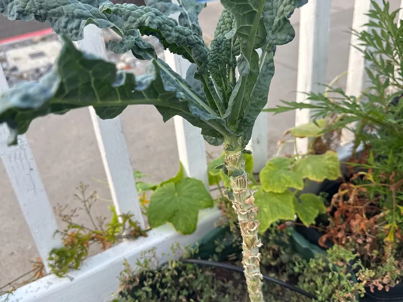 Lacinato Kale