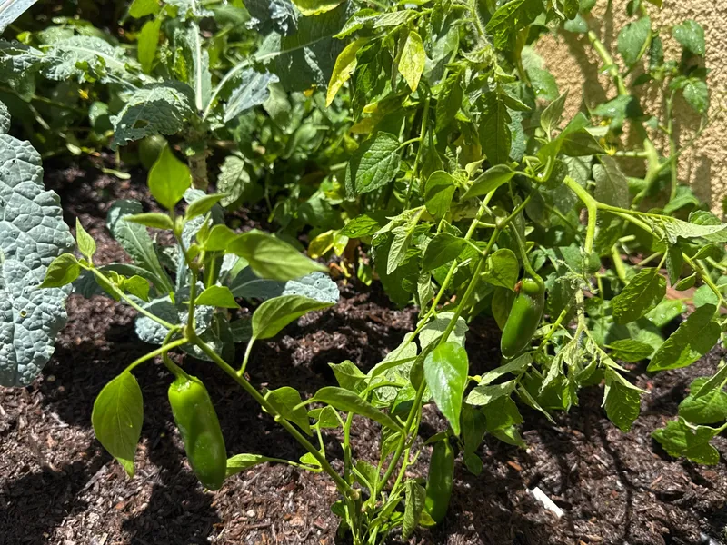 Serrano Pepper