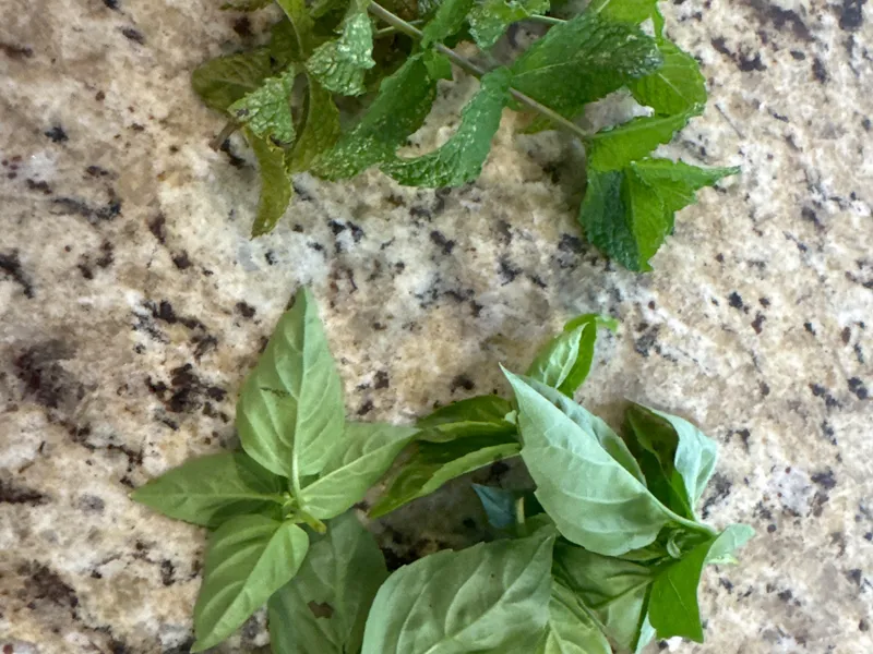 Mint harvest