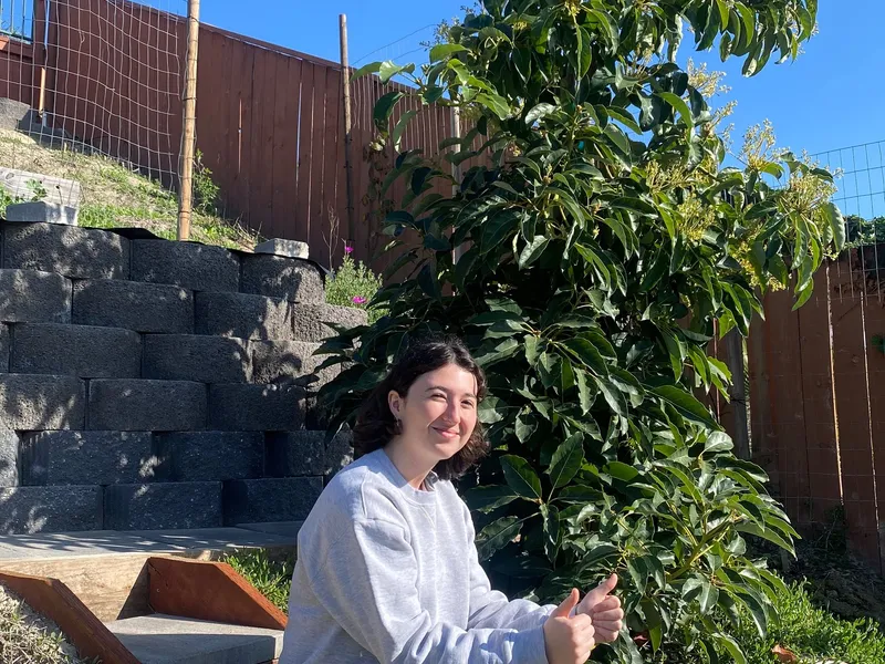 Fuerte Avocado