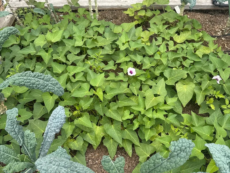 Orange Sweet Potato