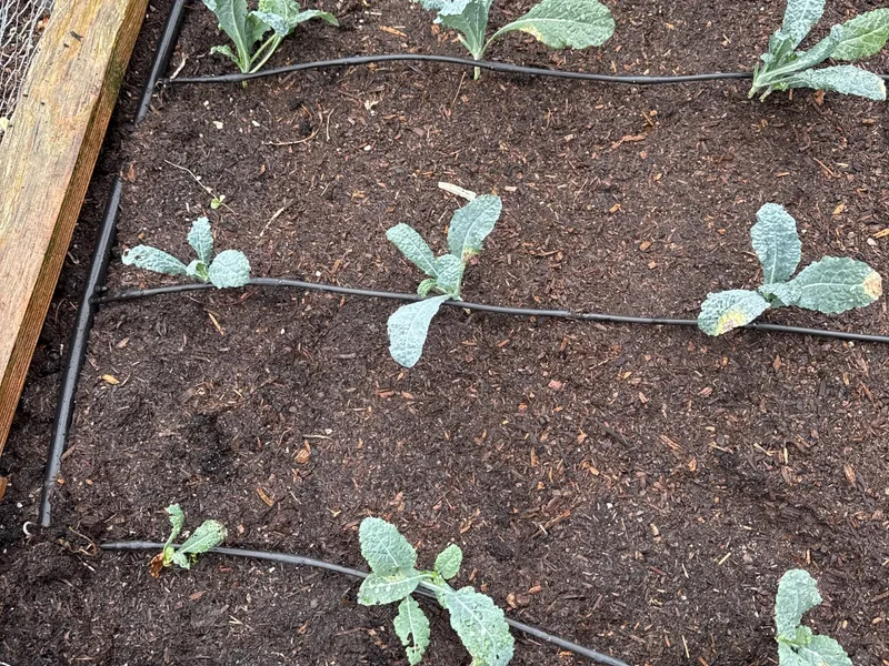 Lacinato Kale