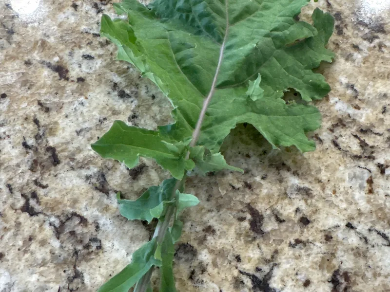 White Russian Kale harvest