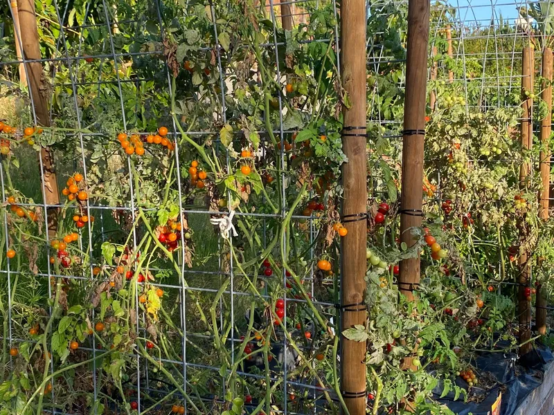 Yellow Cherry Indeterminate  Tomato