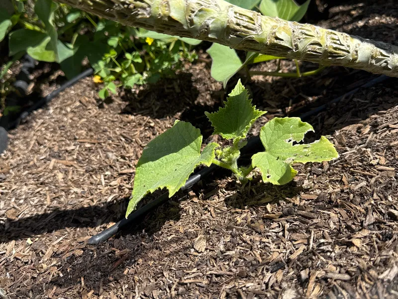 Cucumber