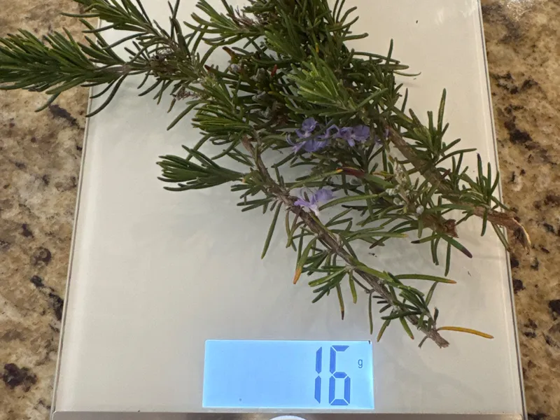 Rosemary harvest