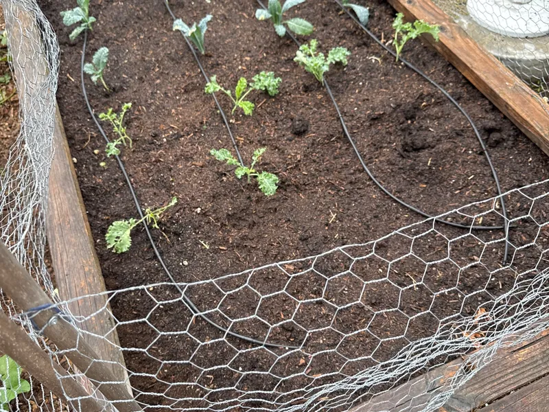 Front Flagpole Bed