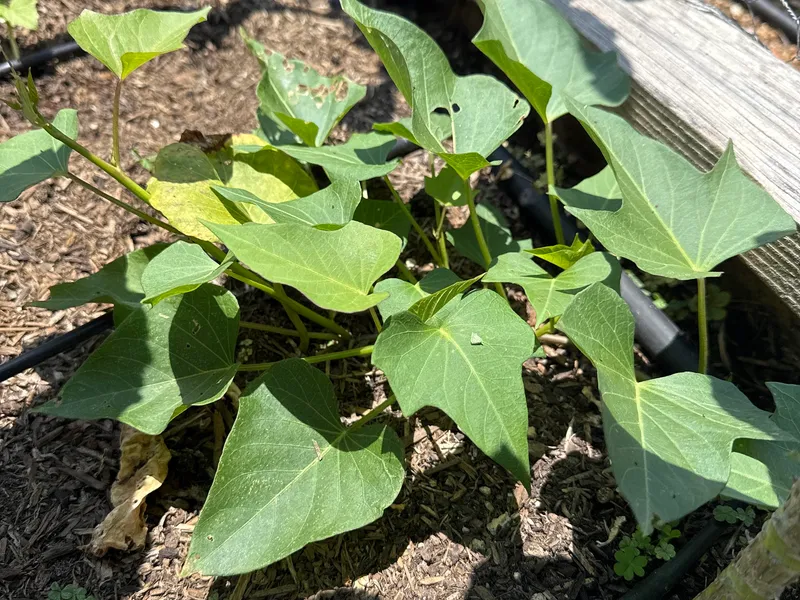 Orange Sweet Potato