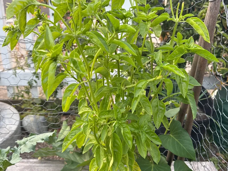 Genovese Basil