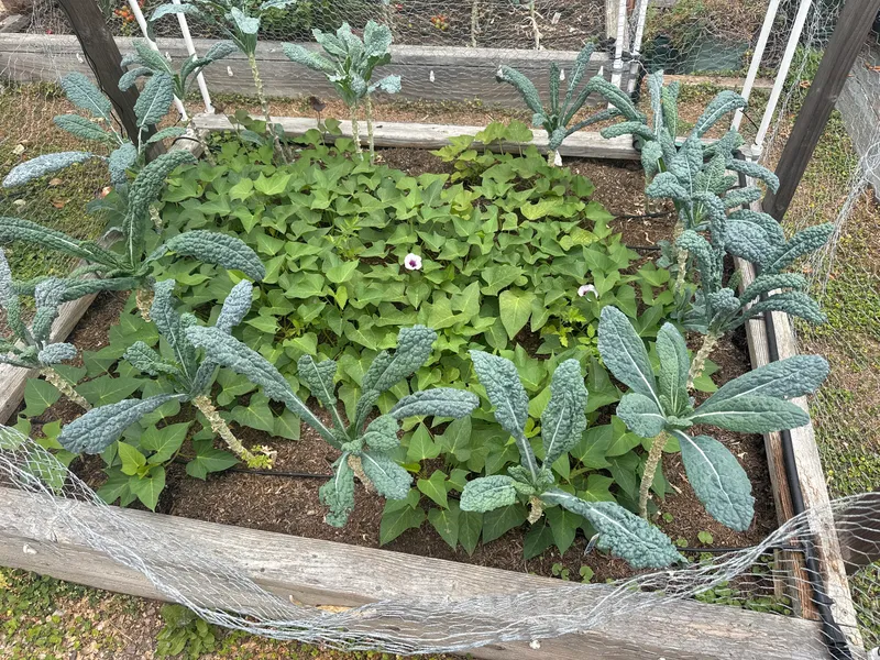 Lacinato Kale