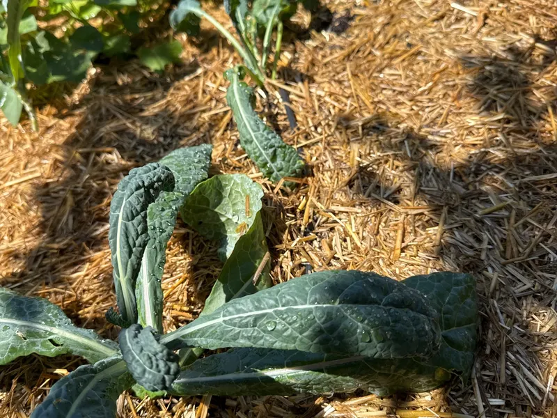 Lacinato Kale