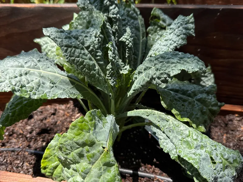 Lacinato Kale