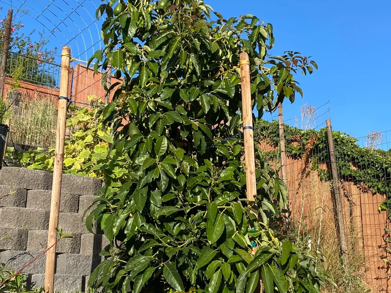 Fuerte Avocado