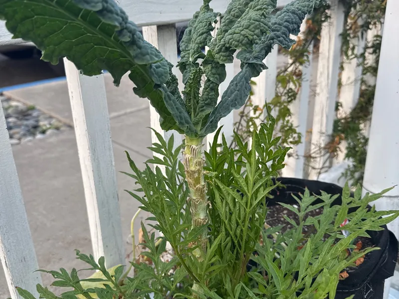 Lacinato Kale