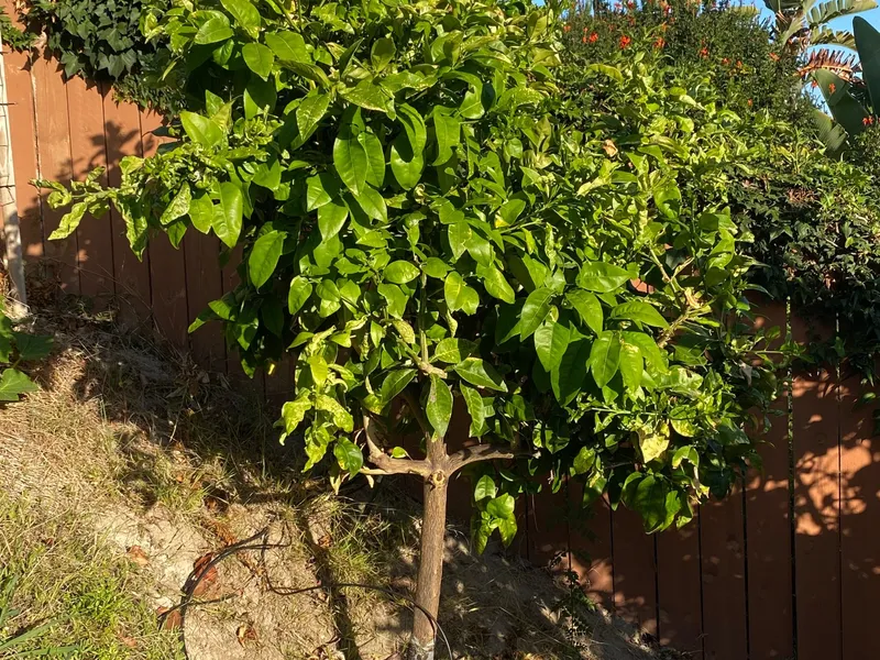 Plant