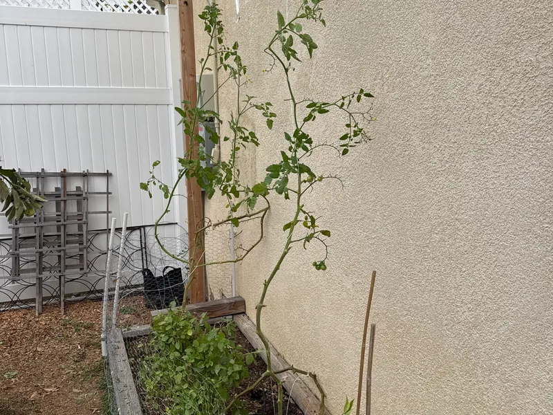 Pruning — Sungold Cherry Tomato (2 plants)