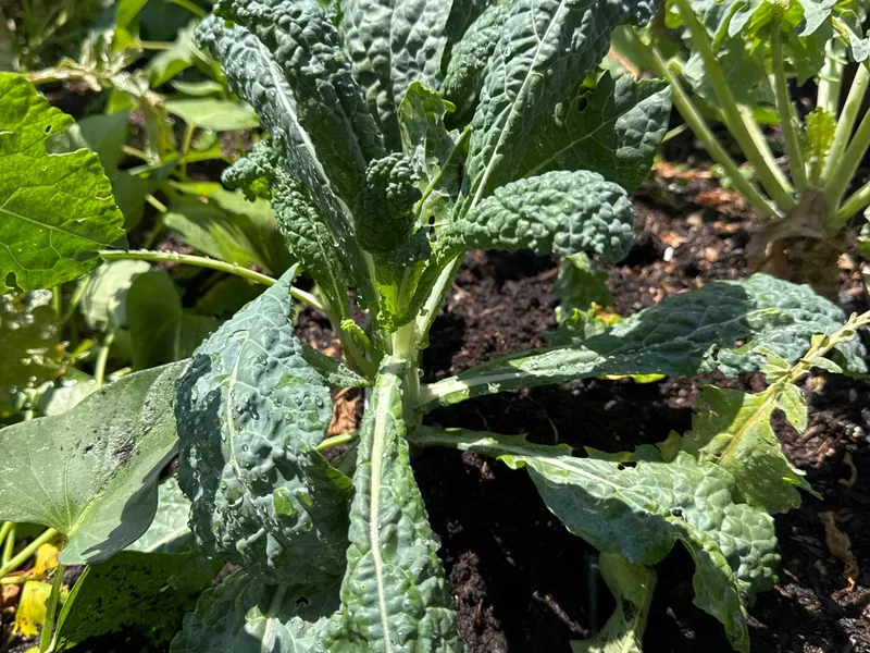 Lacinato Kale