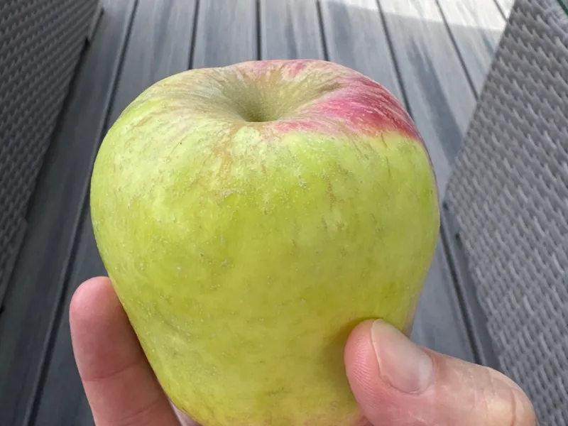 Anna Apple harvest