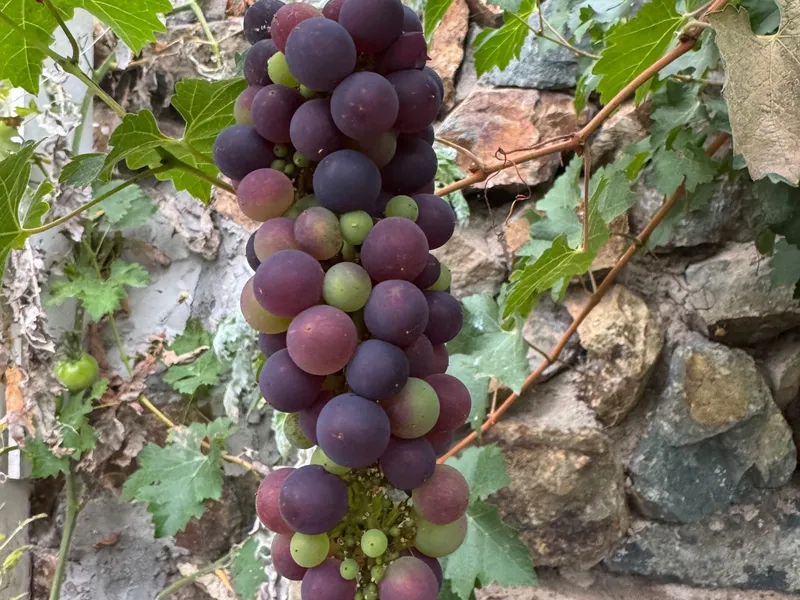Pinot noir  Grape