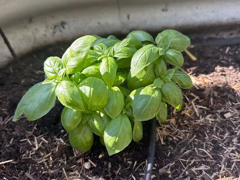 Sweet Basil