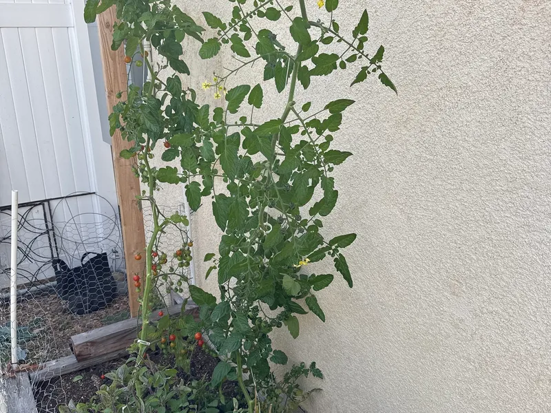 Pruning — Sungold Cherry