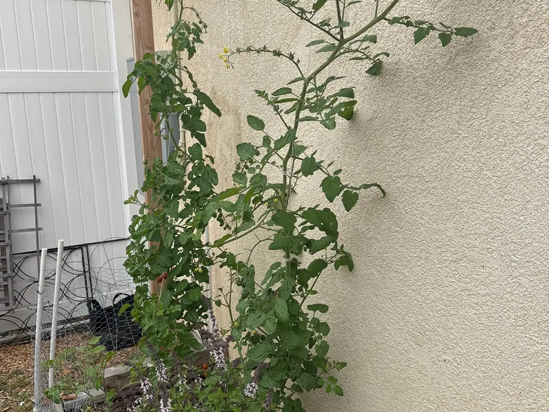 Sungold Cherry Tomato