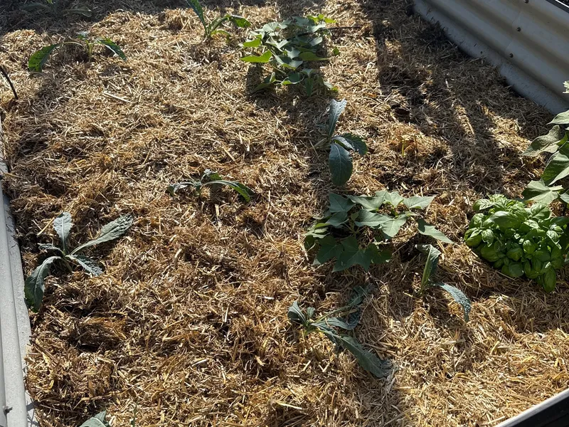 Lay down mulch — Front Tall Bed (15 plants)