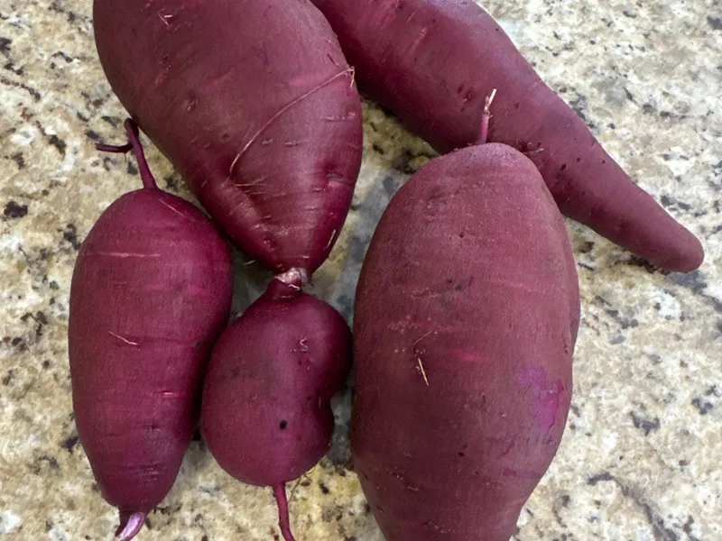 Stokes Sweet Potato harvest