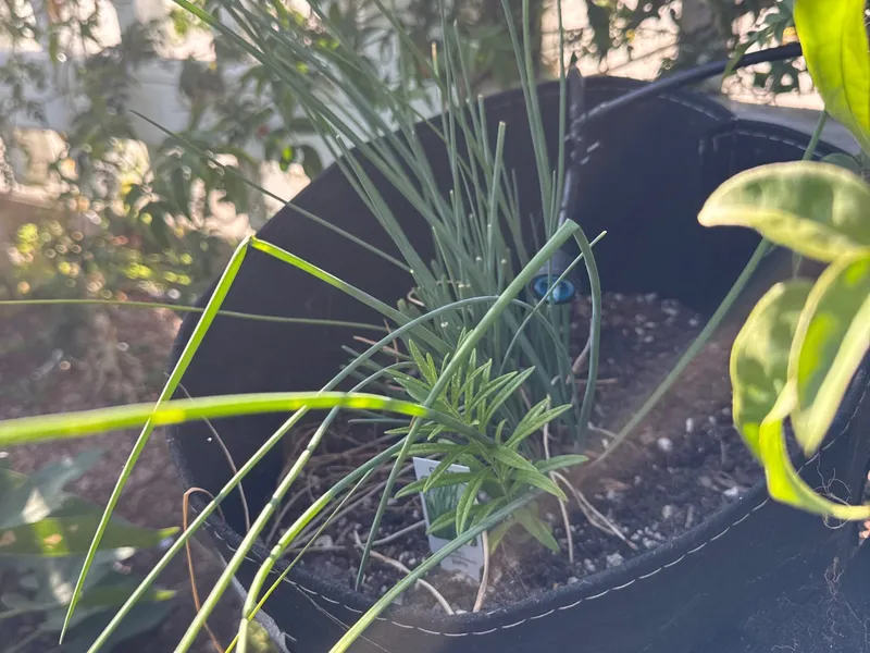 Chives