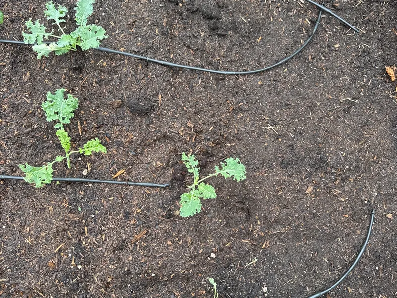 Vates Blue Curled Kale
