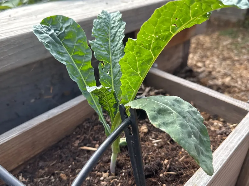 Lacinato Kale