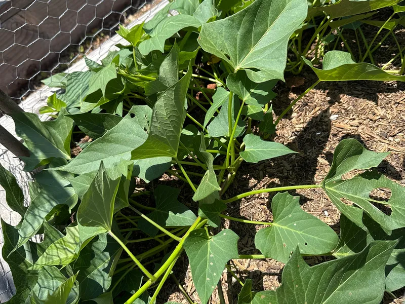 Orange Sweet Potato