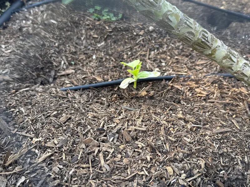 Cucumber