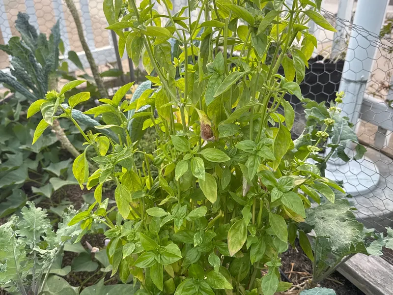 Genovese Basil